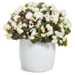 Бегония белая горшечная